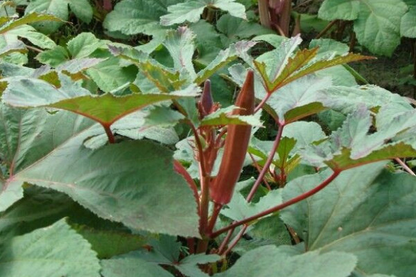 秋葵的种植方法和季节