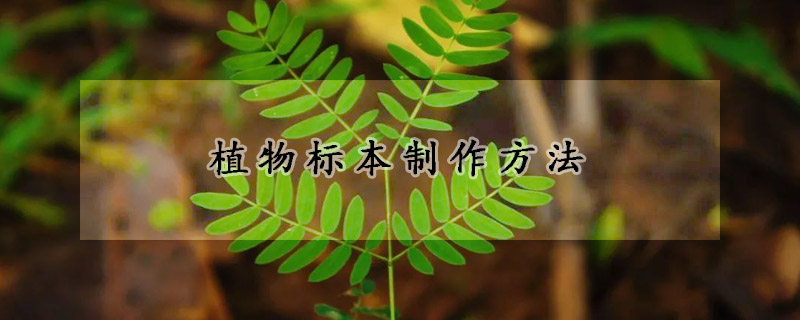 植物标本制作方法