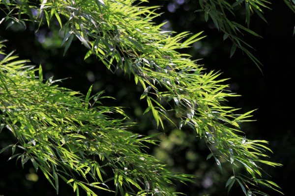 四君子是哪四种植物