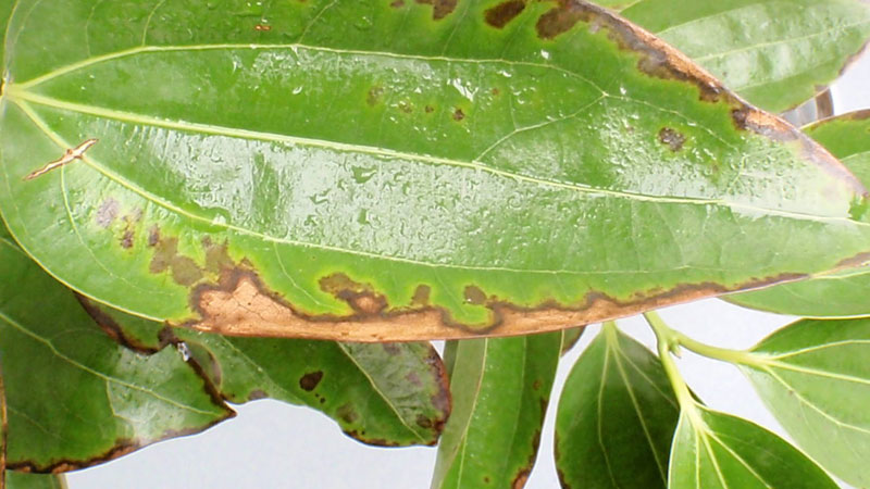 植物叶子发黄干枯是怎么回事