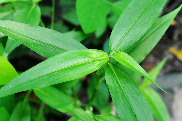 竹子怎么种植方法