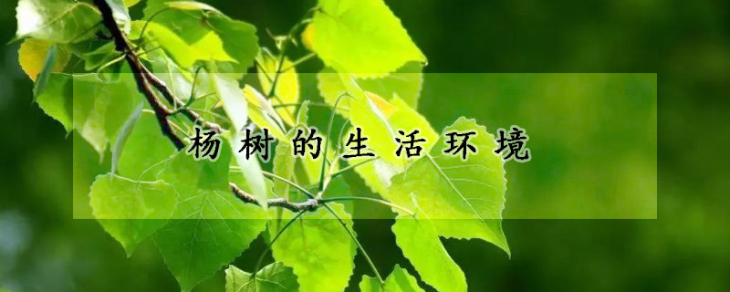 杨树的生活环境