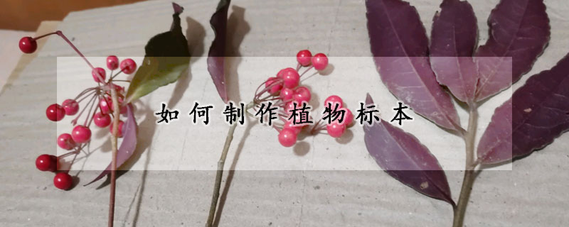 如何制作植物标本