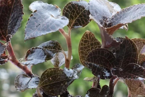 金线莲的种植技术与管理