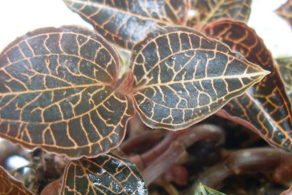 金线莲的种植技术与管理