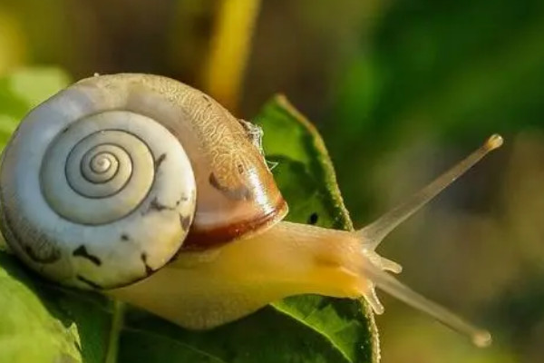 蜗牛的寿命