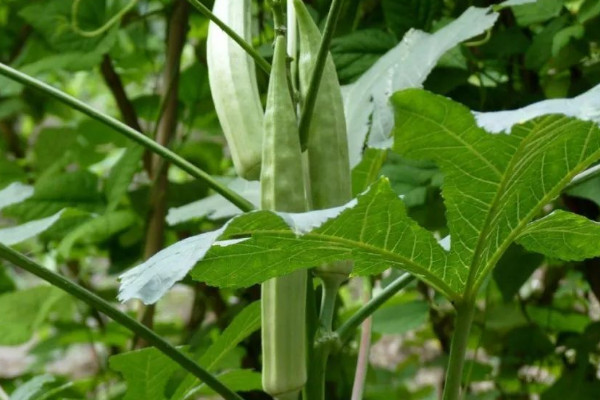 秋葵的种植方法和管理技术