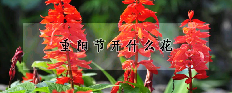 重阳节开什么花