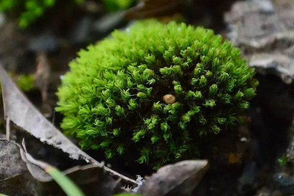 苔藓怎么养才能绿