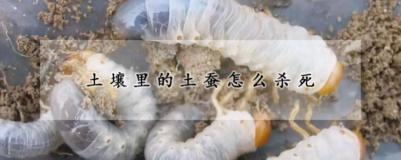 土壤里的土蚕怎么杀死