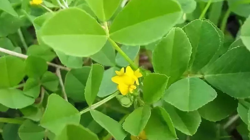 金花菜种植时间与方法