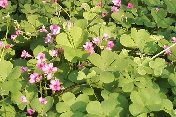 金花菜种植时间与方法