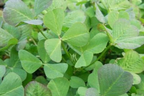 金花菜种植时间与方法