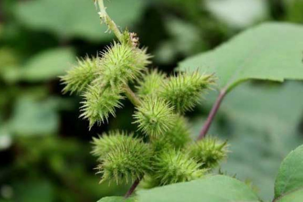 植物种子的传播方法还有哪些