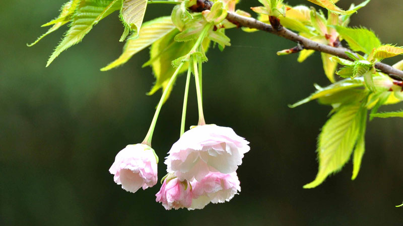 银杏花的花语和寓意 发财农业网