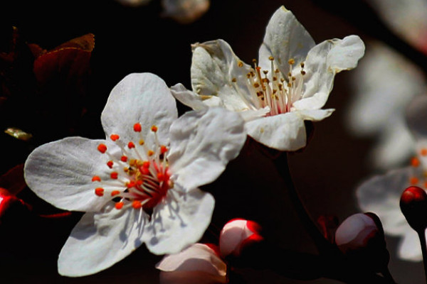 银杏花的花语和寓意