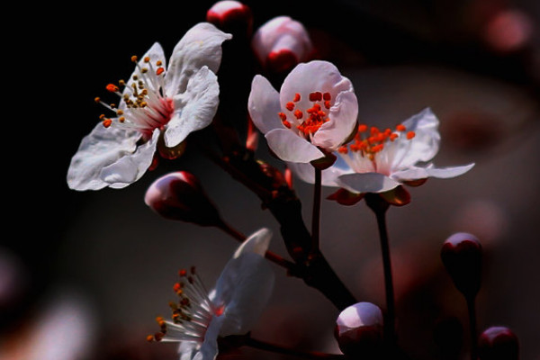 银杏花的花语和寓意