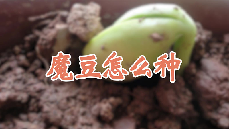 魔豆怎么种