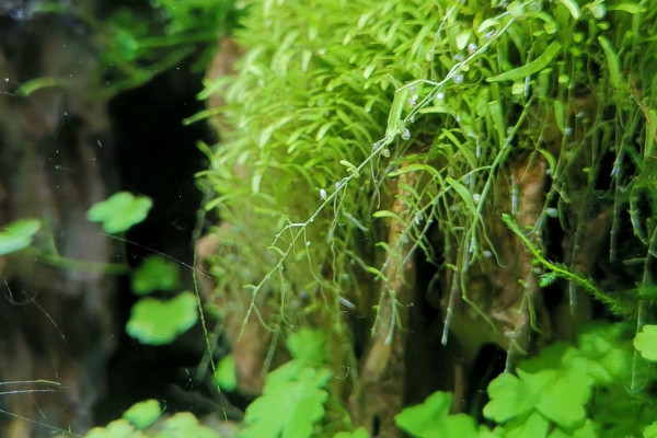 水草泥怎么种植水草