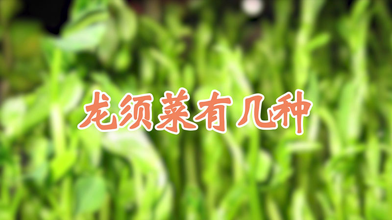 龙须菜有几种