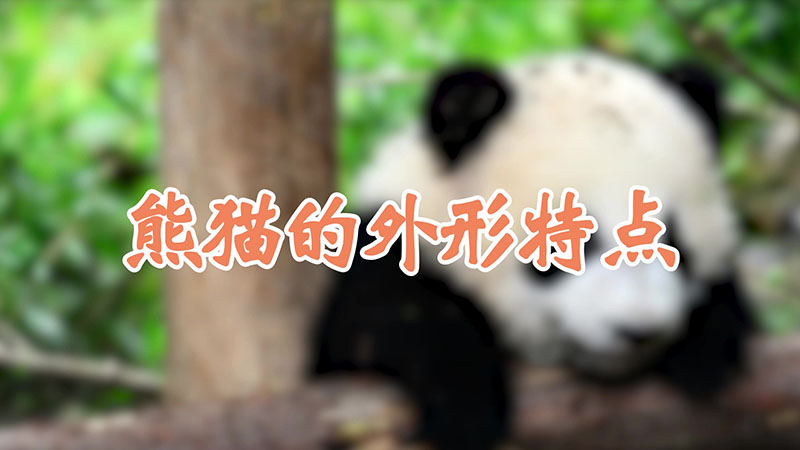 熊猫的外形特点