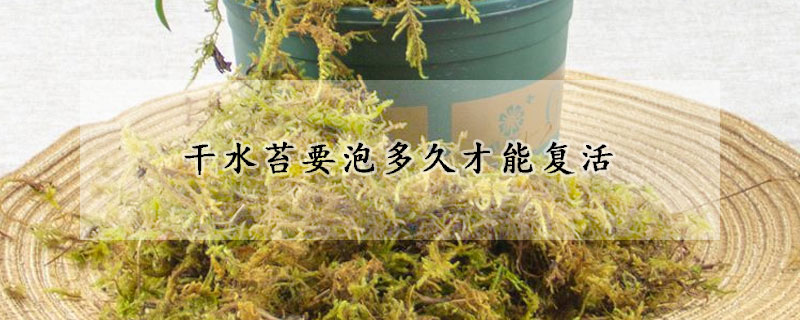 干水苔要泡多久才能复活