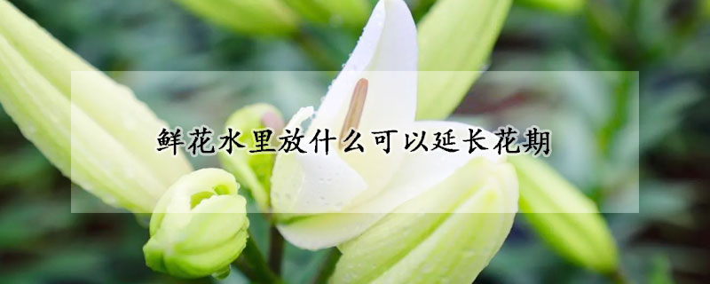 鲜花水里放什么可以延长花期