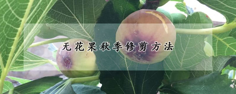 无花果秋季修剪方法