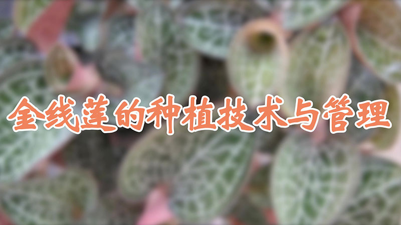 金线莲的种植技术与管理