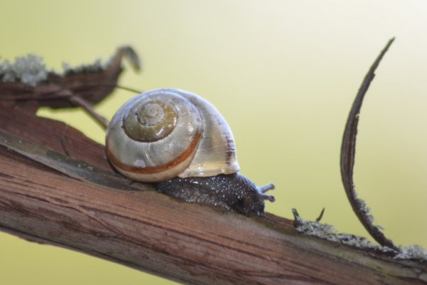 蜗牛的生活习性