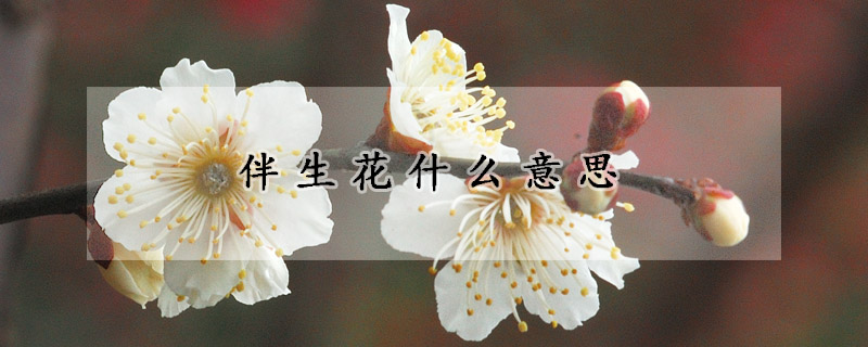 伴生花什么意思