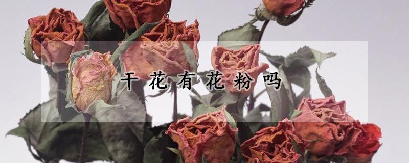 干花有花粉吗