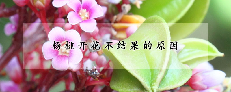 杨桃开花不结果的原因