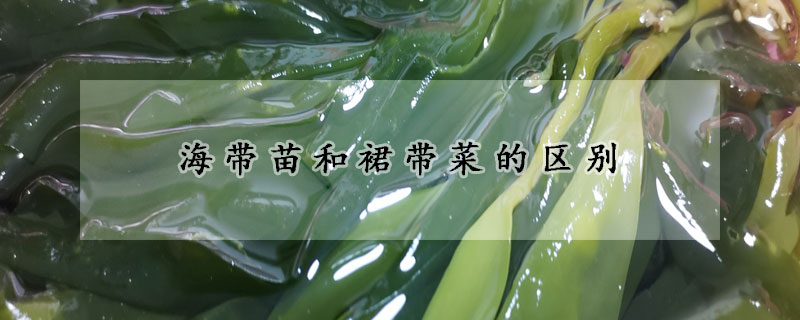 海带苗和裙带菜的区别