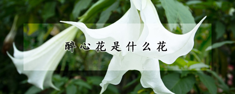 醉心花是什么花