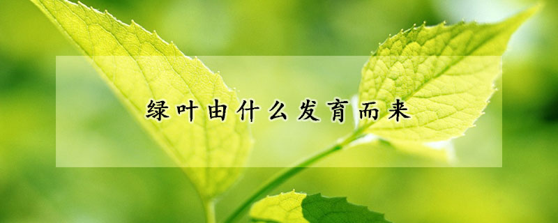 绿叶由什么发育而来