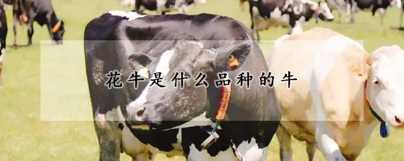 花牛是什么品种的牛