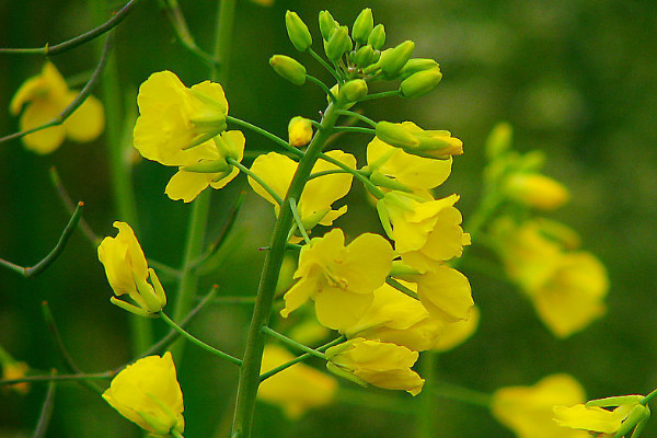 油菜高产栽培技术