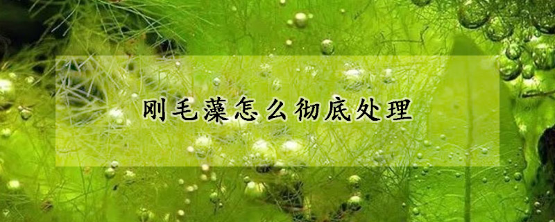 刚毛藻怎么彻底处理