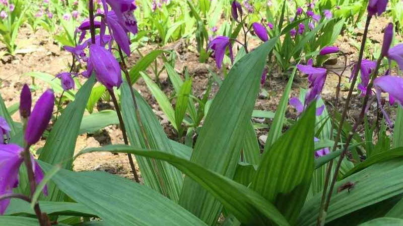 白芨种植技术白芨种植方法