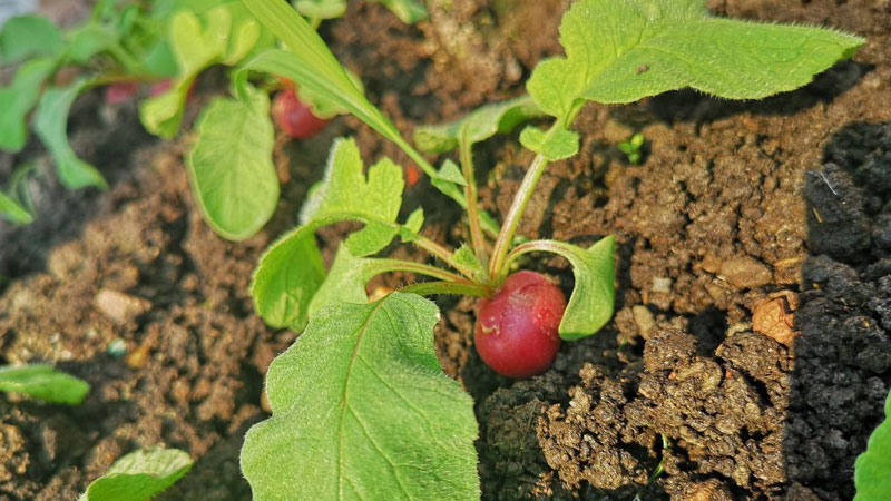 菜地土壤板结如何改良