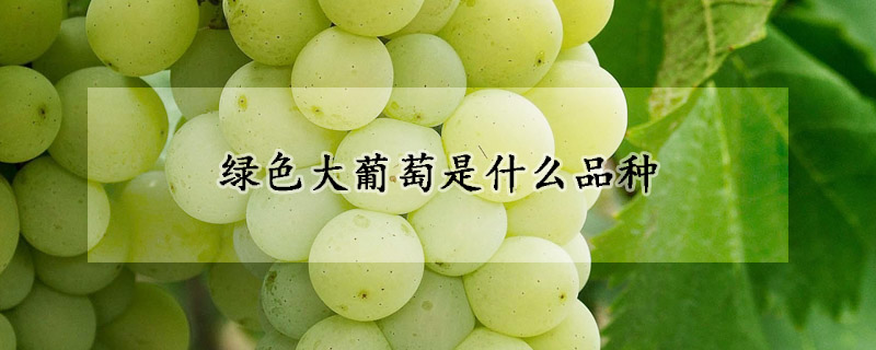 绿色大葡萄是什么品种