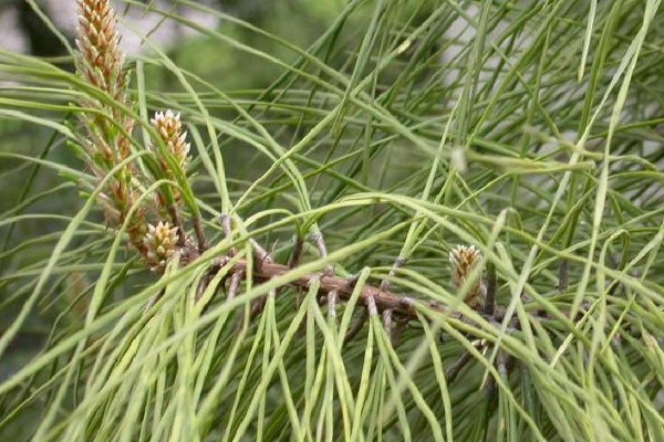 孢子植物和裸子植物的区别