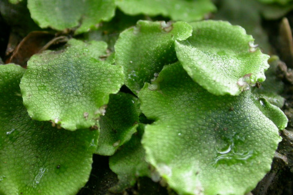 孢子植物和裸子植物的区别