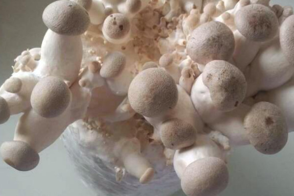 菌菇包买回家怎样种植