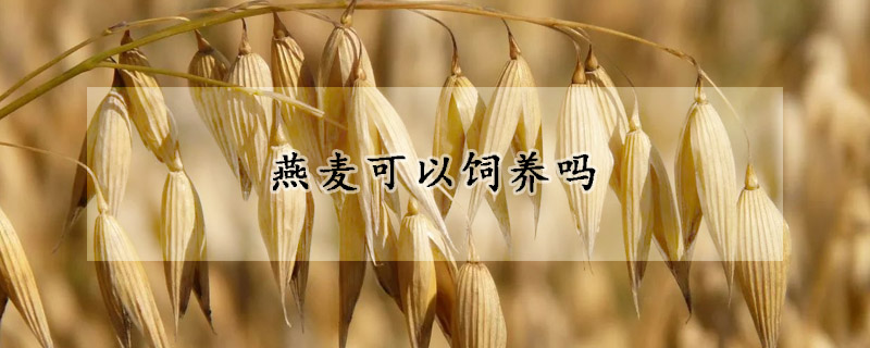 燕麦可以饲养吗