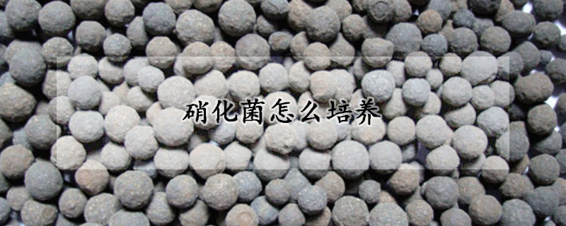 硝化菌怎么培养