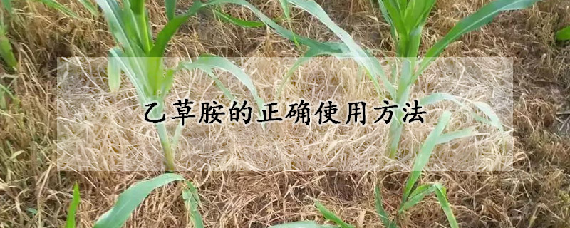 乙草胺的正确使用方法