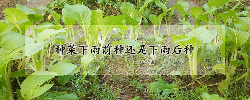 种菜下雨前种还是下雨后种