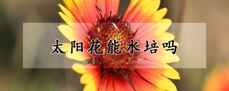 太阳花能水培吗